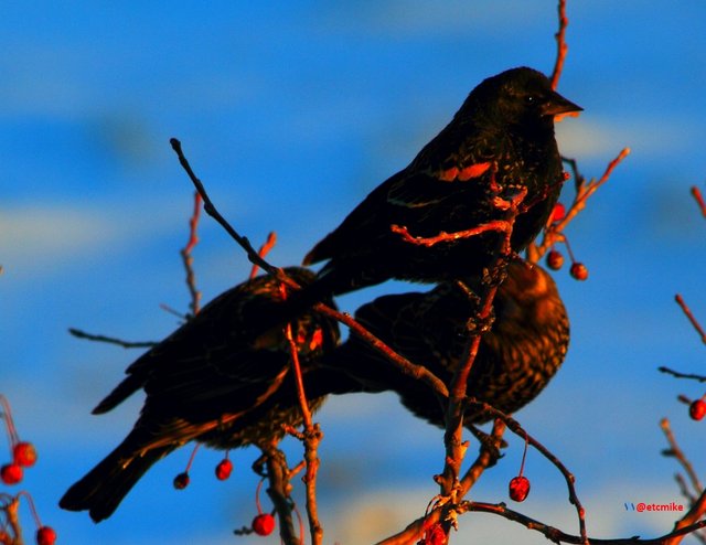 project feederwatch red-winged blackbird image.jpg